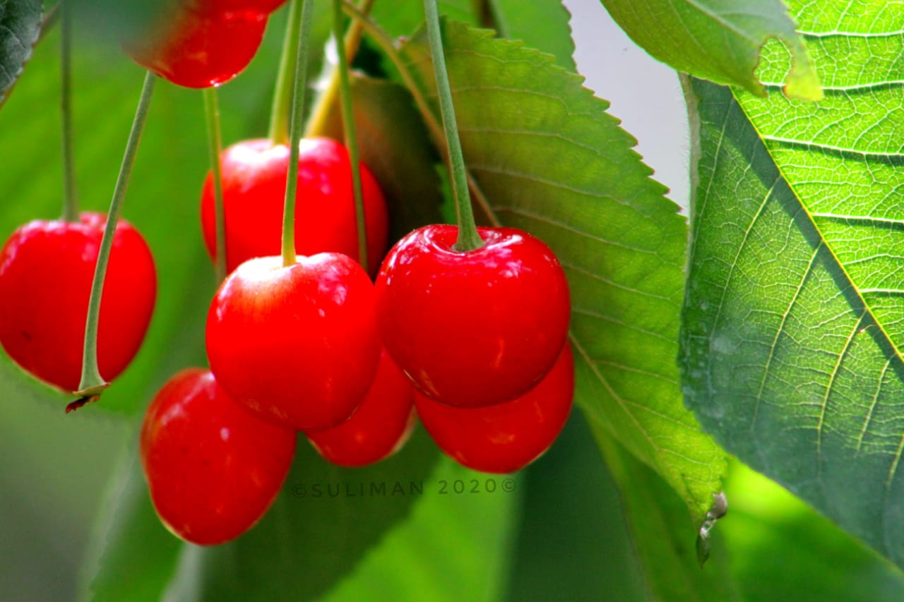 cherry season in Kashmir