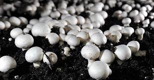 Mushroom production can improve socio economic status of small and marginal farmers: Director Agri