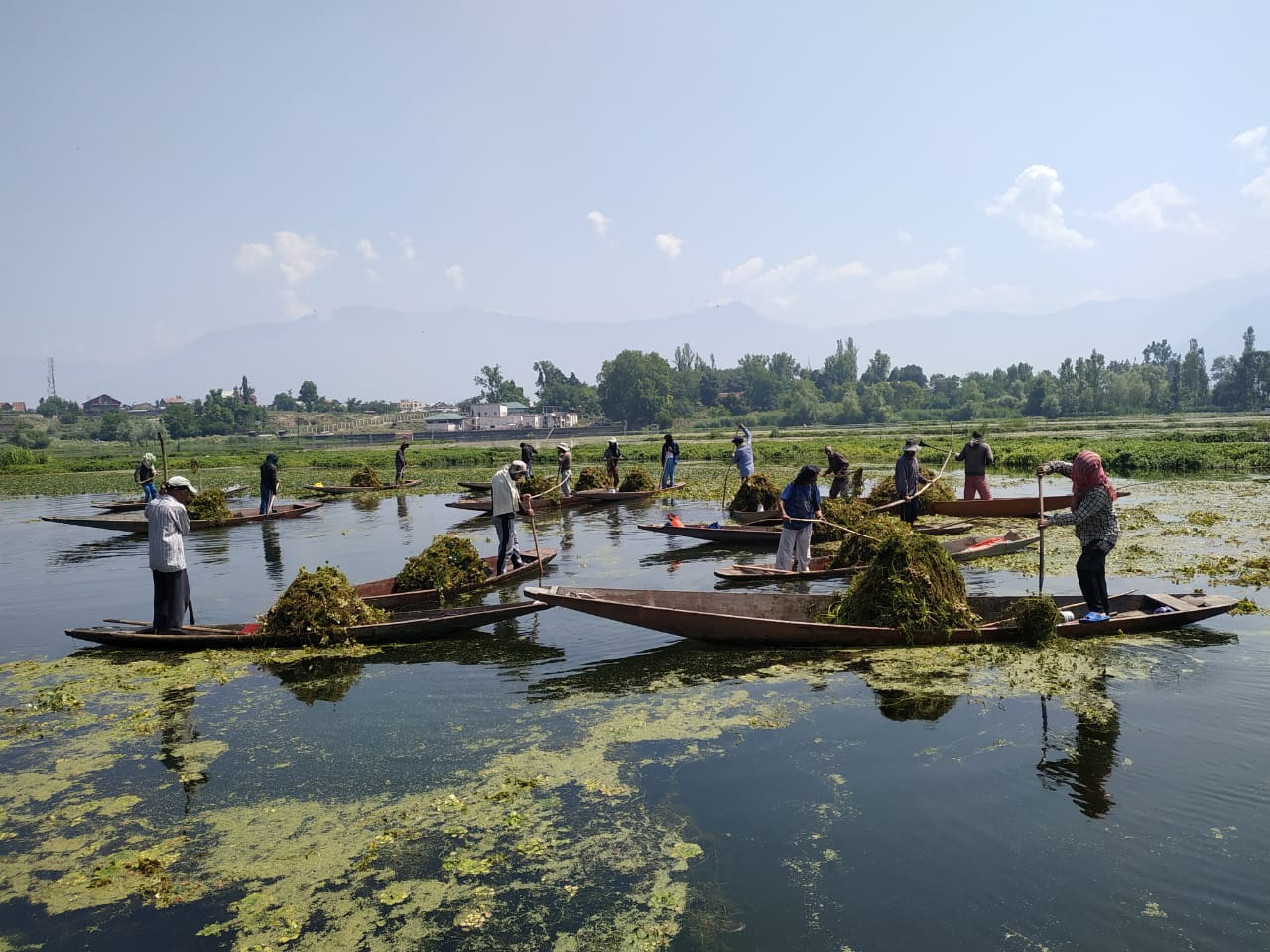 Deweeding and Skimming operation in full swing in Nigeen lake