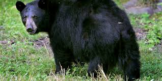 Shepherd injured in bear attack in Kunzar