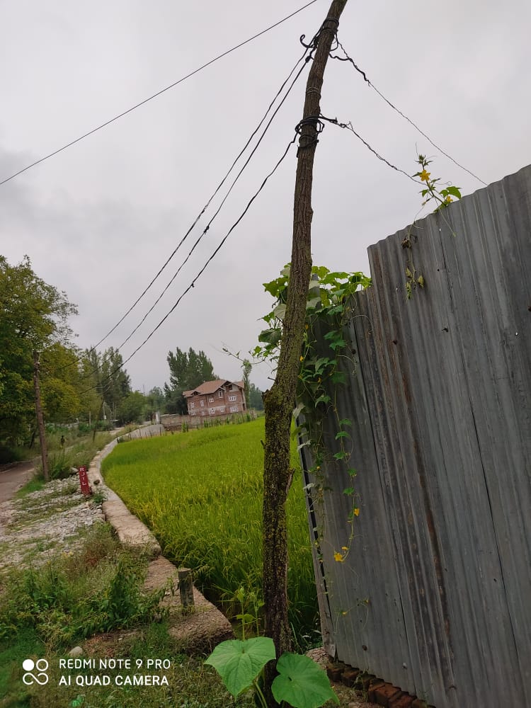 Residents of Gousia Colony, Kuchmulla,Tral express resentment over dilapidated wooden electric poles