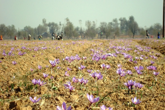 BJP has put J&K on sale, betrayed people, local parties say after Centre changes land laws