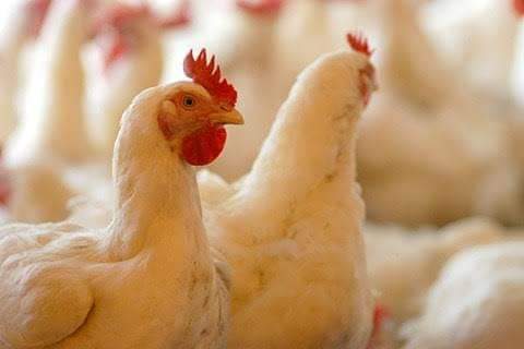 Bird Flu scare: Poultry industry hit hard in J&K