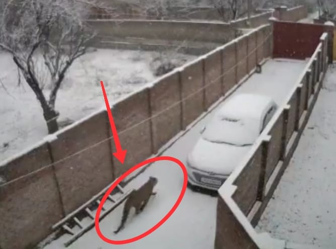 Leopard spotted four days ago, captured alive in Bagh-e-Mehtab