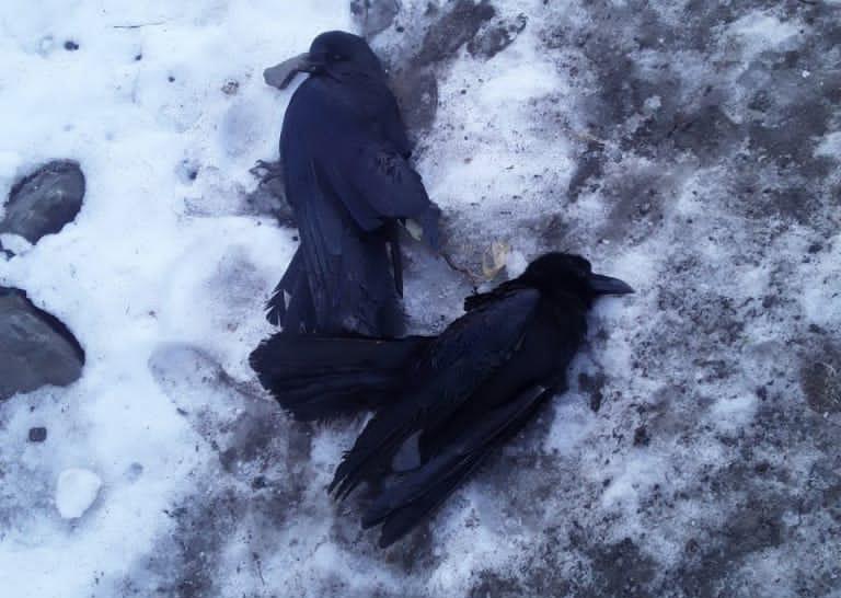 Bird Flu Scare: Scores Of Crows, Eagles Found Dead In Uri