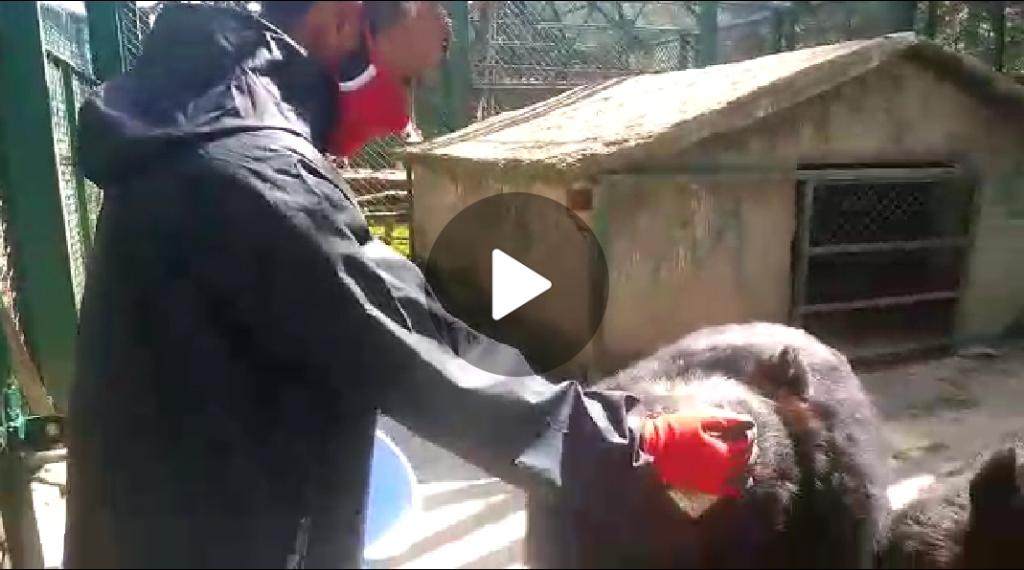 Farooq Kumar: A man who feeds wild bears by hand
