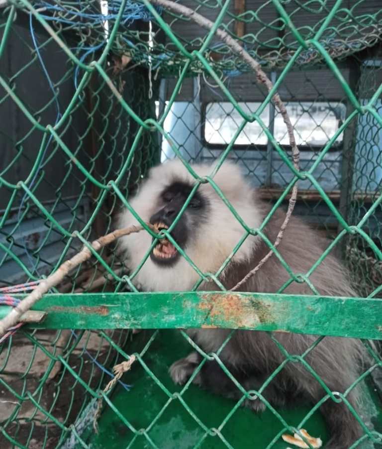 Wild Chimpanzee caught in Ganderbal, shifted to Dachigam