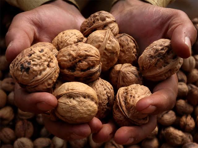Centre to set up Post-Entry Quarantine facility in Kashmir to produce world-class walnuts