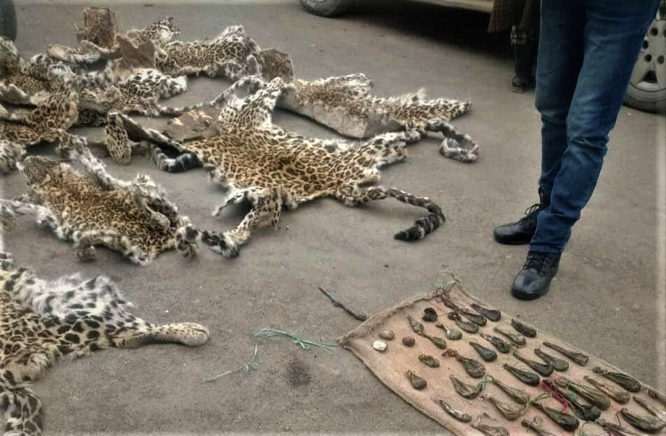 Police Recovers Skin of Banned Animals in Shirpora Anantnag