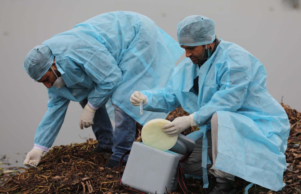 Bird Flu Scare: Many birds die mysteriously across Jammu