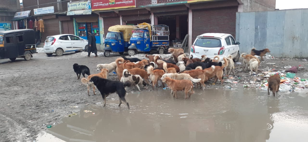 Stray dogs create panic in Bandipora localities