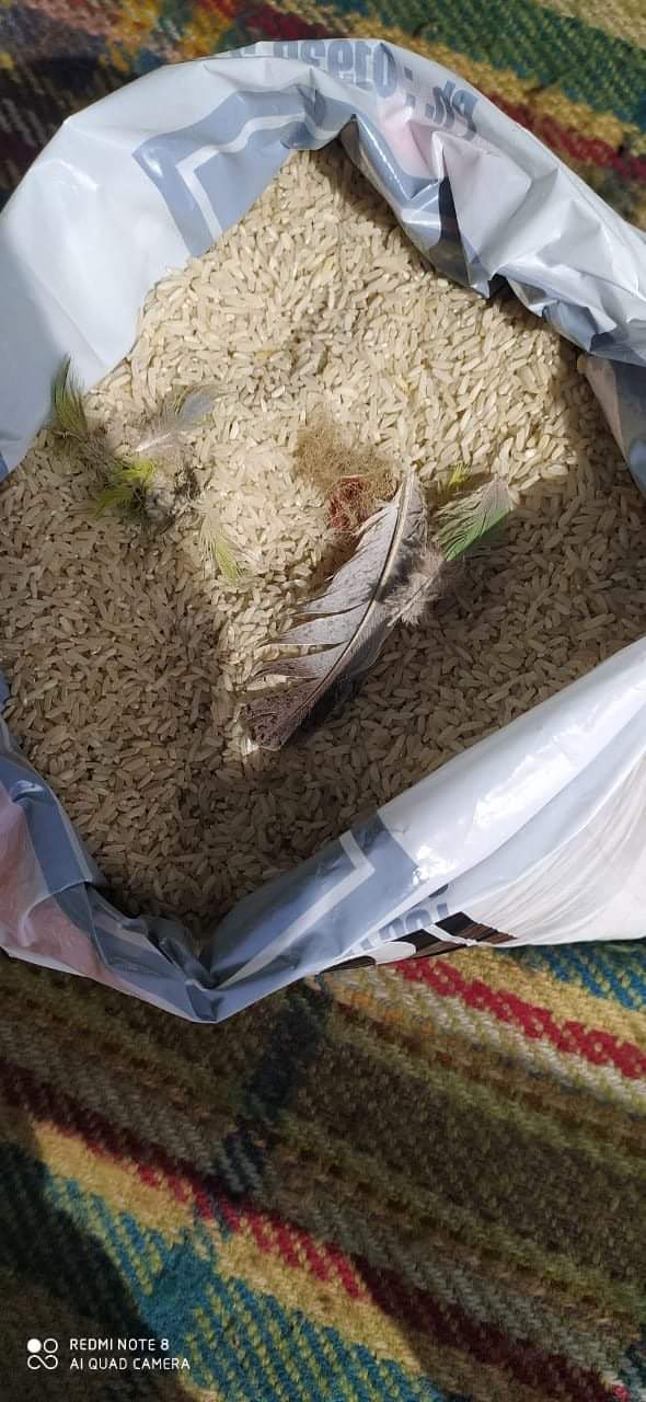 Anganwadi Centres Supply Substandard Rice & Impure Rice to Children