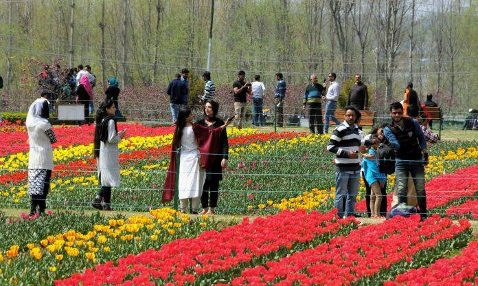 Spring around the corner: After 2 years, Kashmir’s tulip garden to be thrown open next month
