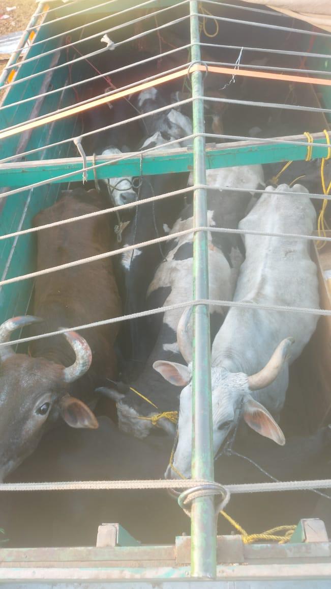 Police rescue 17 bovines, arrest truck driver on charges of smuggling