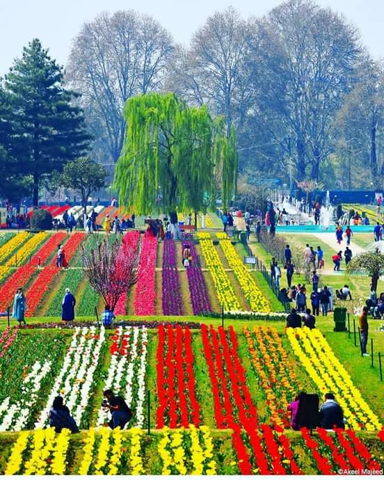 Tulip garden likely to witness early opening in view of rise in temp
