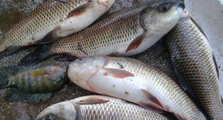 Amid bird flu, mutton shortage people switch to eat fish