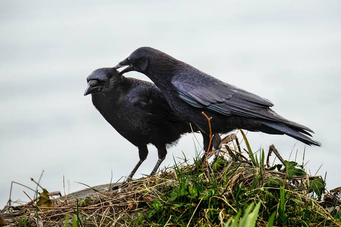Crows Sighted Dead Second Time in Less Than One Month in Uri Trigger Bird Flu Scare