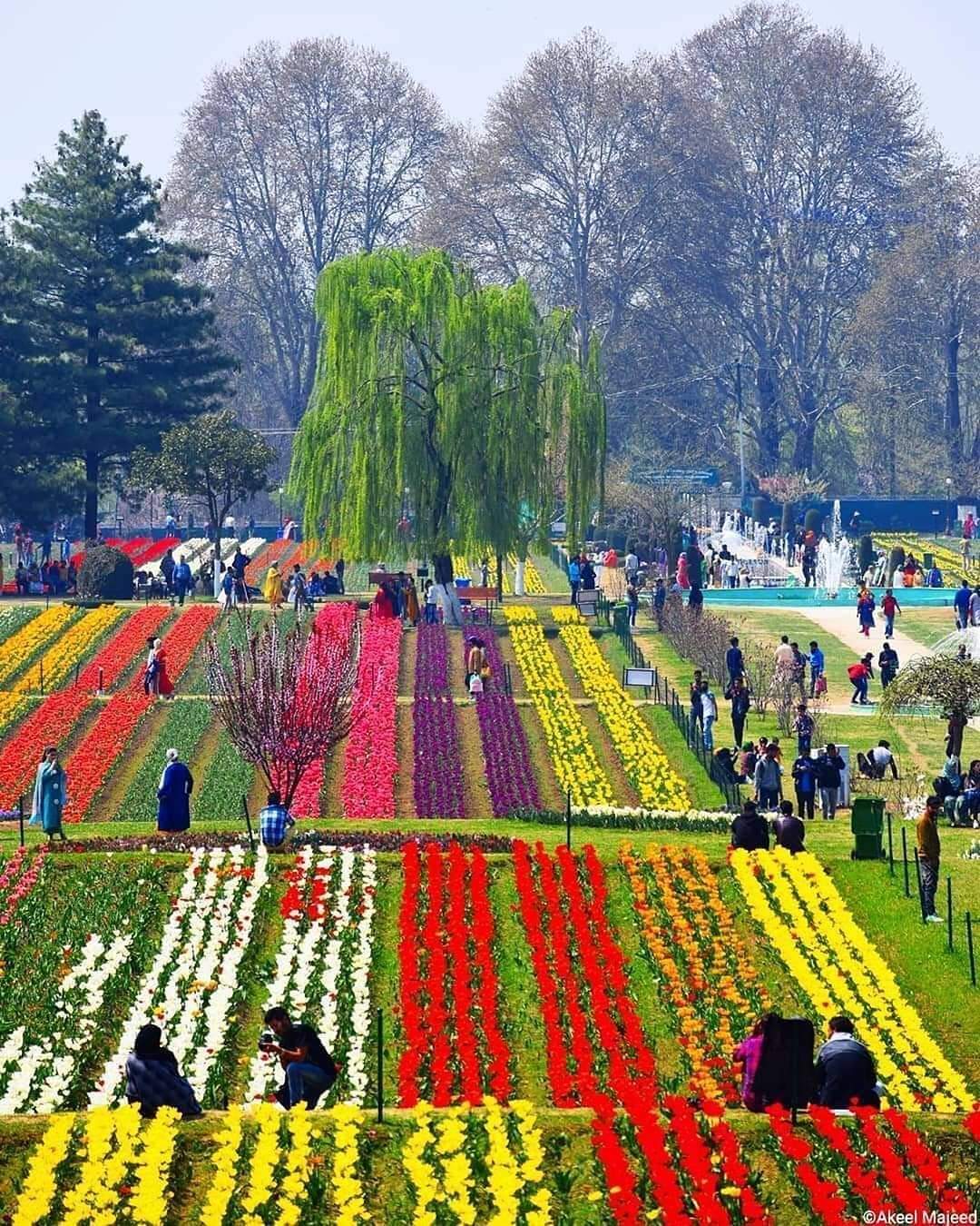 Asia’s largest tulip garden to be thrown open for visitors on Thursday