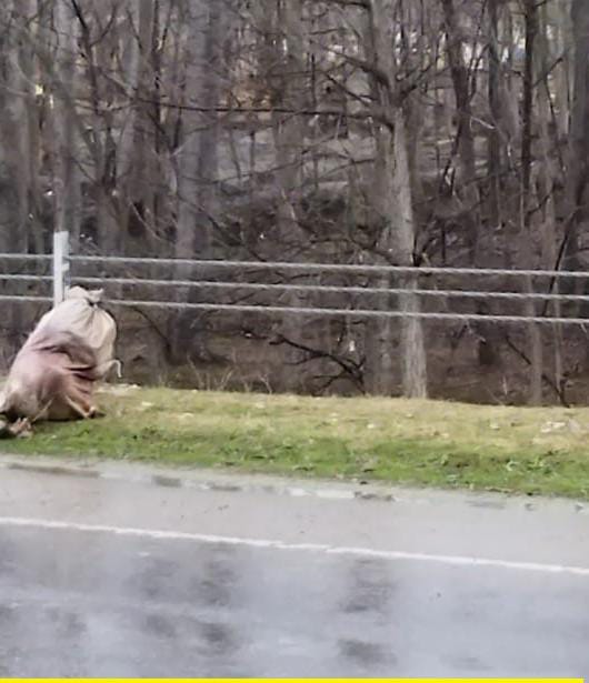 Bomb Disposal Squad finds dead sheep in a bag