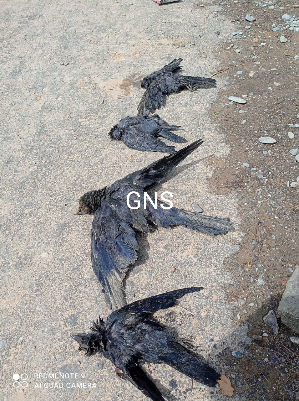 Bird Flu Scare: Scores of Crows Found Dead in Kupwara Village; Carcasses of Several Foxes Also Spotted