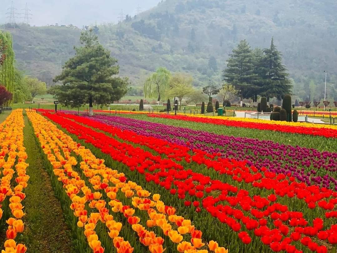 Facing criticism; Floriculture Dept sets up more ticket counters at Tulip Garden amid Covid upsurge