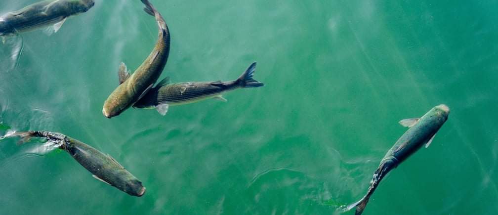 Man suffers financial losses as miscreants poison thousands of fish in his ‘fish farm’ in North Kashmir, Police registers case