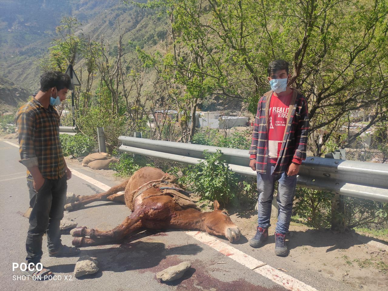 Mule killed, another injured after hit by speeding load-carrier in Kishtwar village