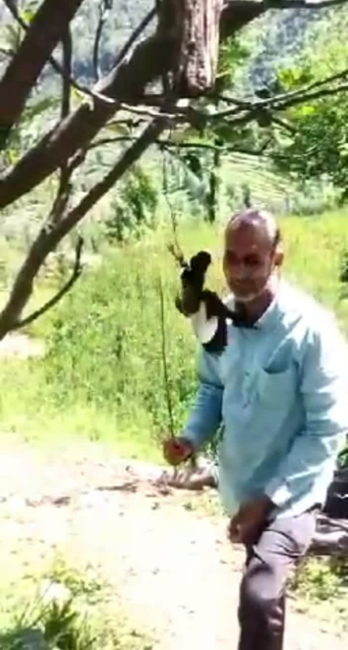 Chilling: Video Showing Middle-aged Man Beating Common Myna Goes Viral