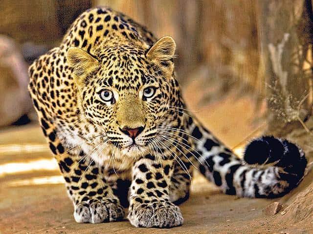 Leopard spotted, creates panic in Jammu City