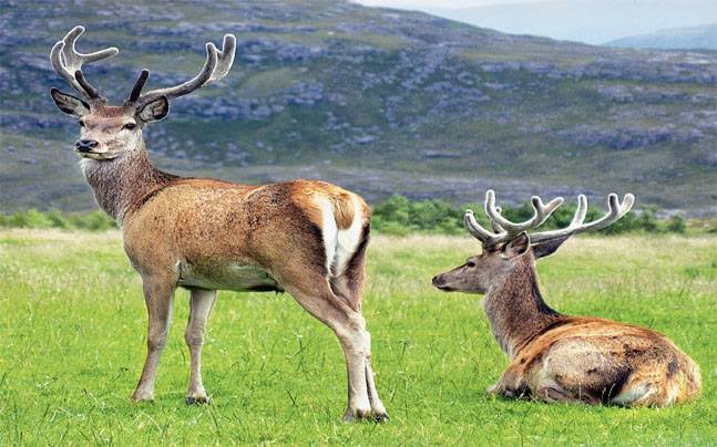 Crucial Hangul Census to begin from tomorrow