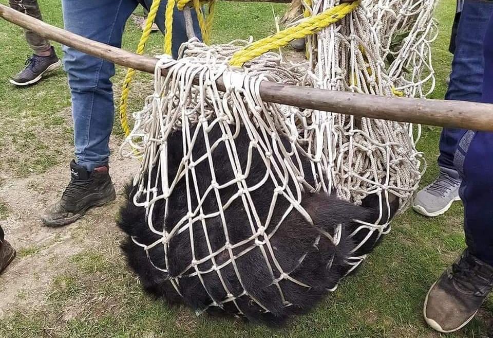 Wild Life team captures black bear in Shopian village