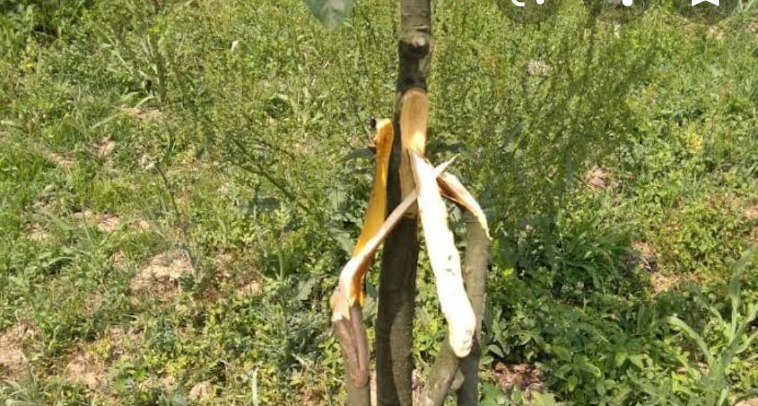 Miscreants chop off 120 apple trees in North Kashmir’s Kupwara village