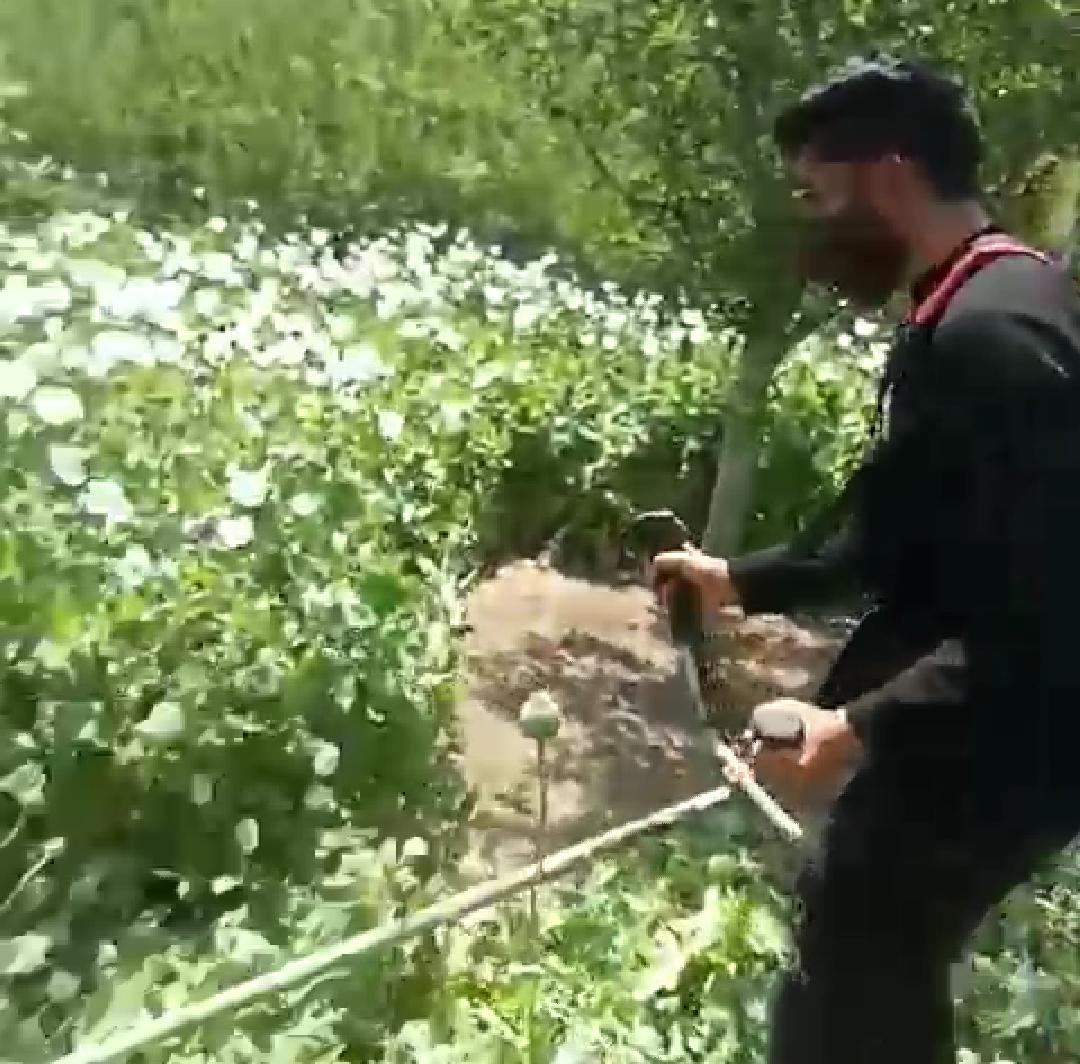 Poppy cultivation over 27 kanals destroyed in South Kashmir
