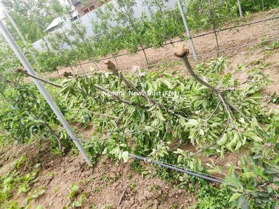 Miscreants’ chop down high-density plants in Pulwama orchards