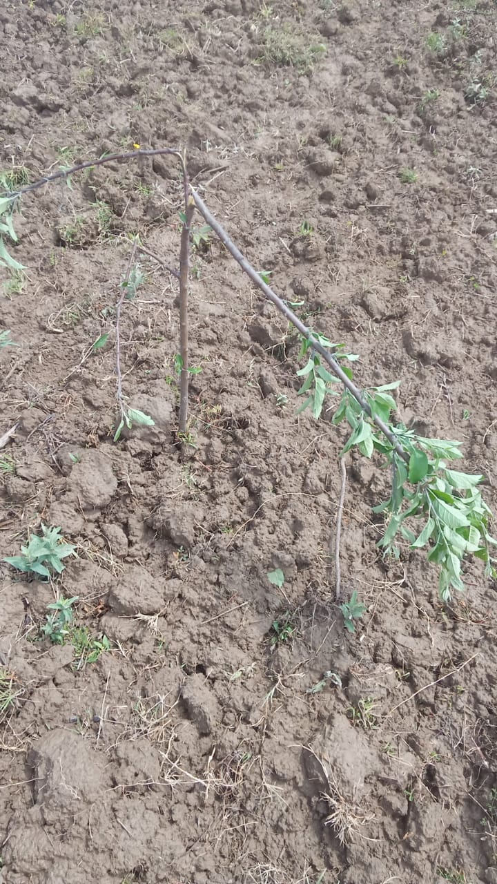 Unknown persons chop down apple saplings in Khag