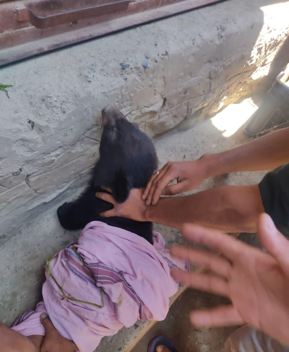 Villagers Rescue Two Baby Bears In Bandipora Village