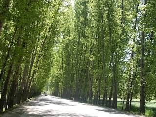 Seasonal infection scare: Medical experts say pollen can’t act as Covid carrier