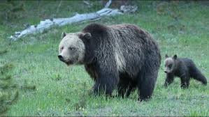 Bear Attack: Rescue operation resumes to trace missing youth in Ganderbal forests