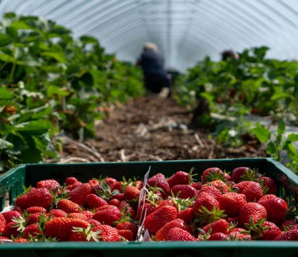 Strawberry produce: Amid Covid-19 lockdown, farmers fear losses
