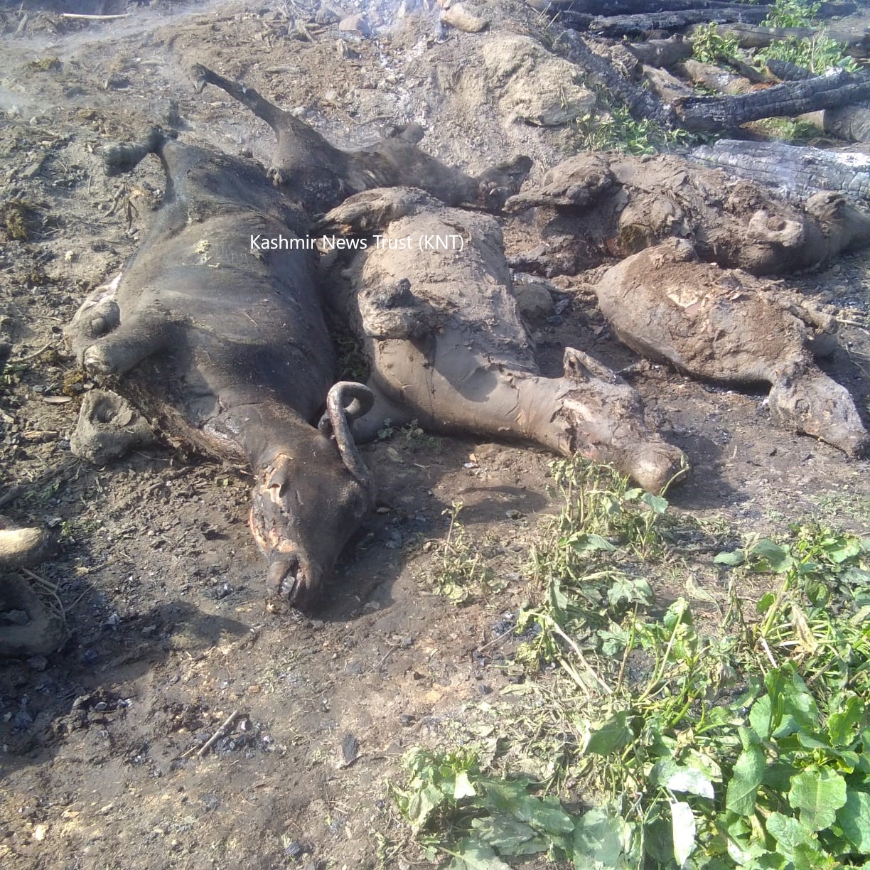 Several buffaloes charred to death in a fire incident