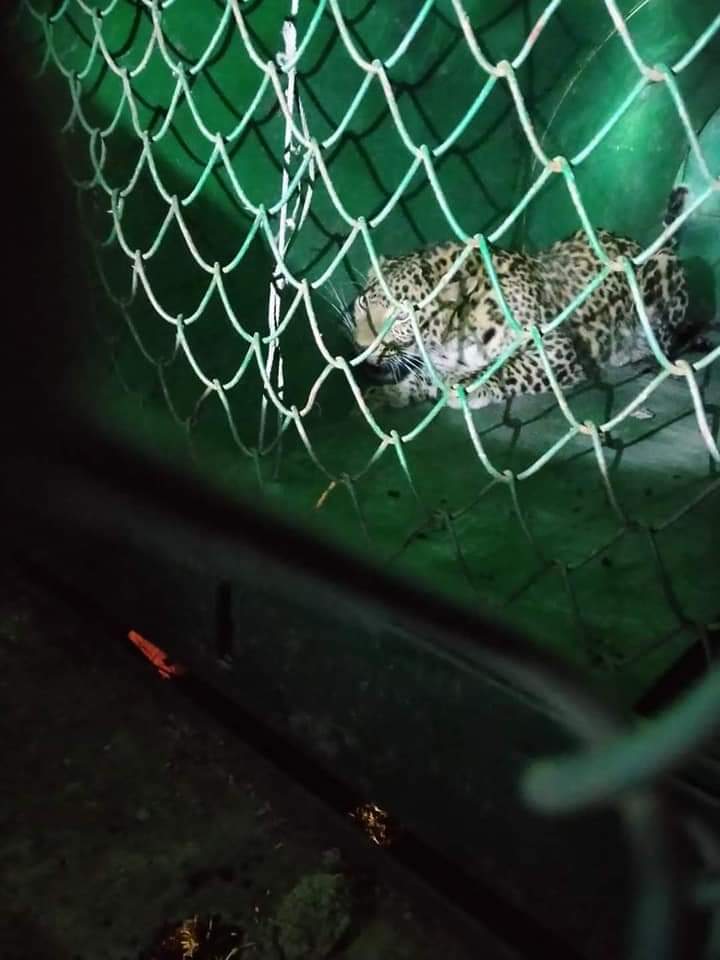 Leopard captured alive in Budgam village