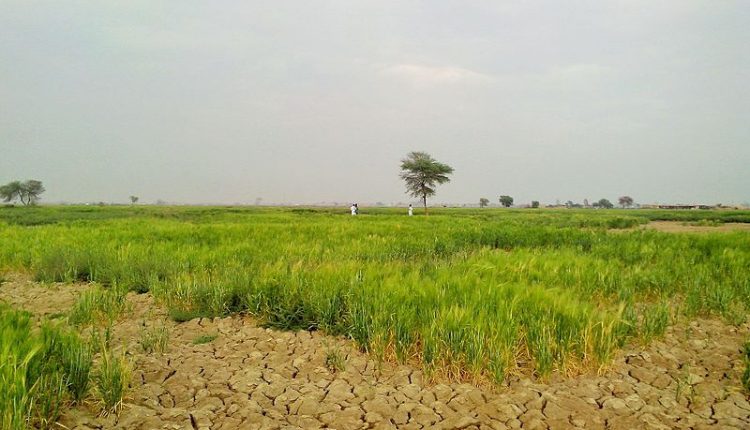 “No water for rice farmers in Bandipora village”