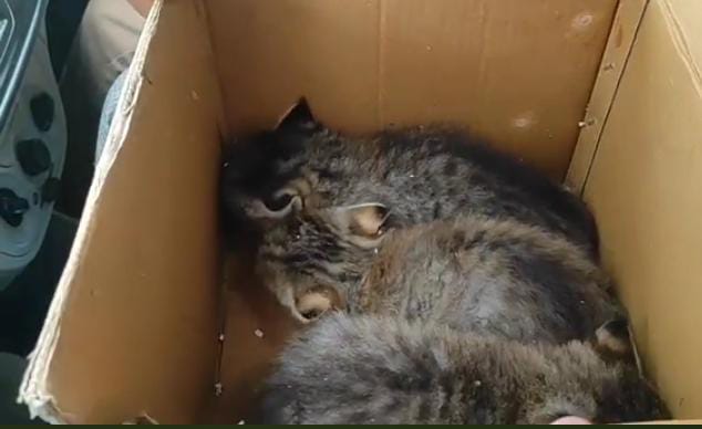 Kittens of Jungle Cat Captured in Central Kashmir’s Budgam
