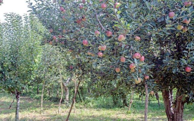 ‘Substandard pesticides a threat to Kashmiri apple industry’