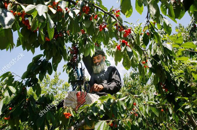 Cherry rates skyrocket amid lockdown, inclement weather