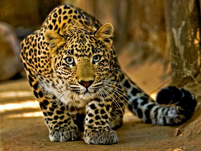 Man-eater Leopard spotted at DC office Complex Budgam, disappears before wildlife deptt team arrives