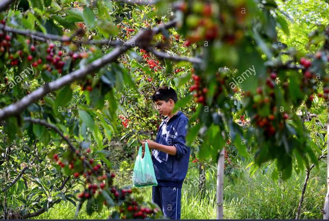 J&K Cherries launched in Dubai market; Efforts afoot to export perishable fruits of UT to other Gulf countries