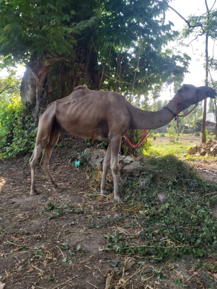 Ahead of Eid- ul- Adha, Camels on sale in markets of Kashmir
