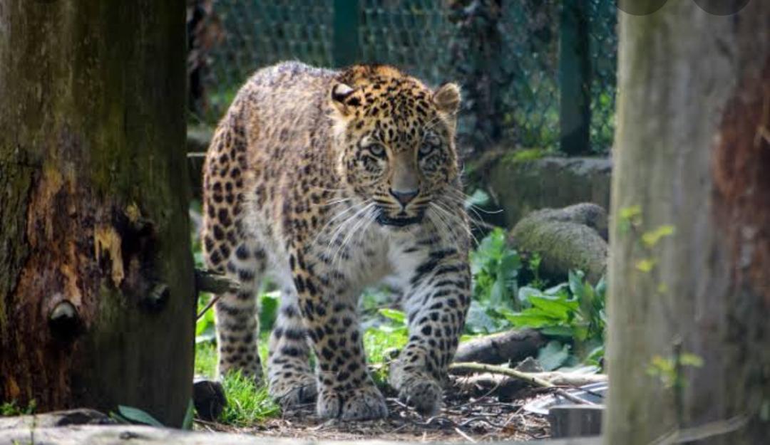 Coexistence between human and wildlife: In Kashmir conflict on rise as animal space shrinks