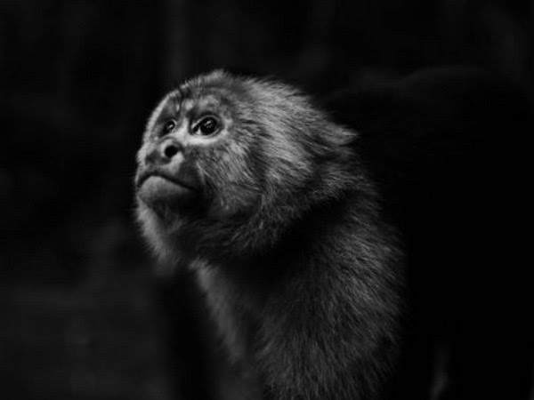 China Reports First Death Due To Monkey B Virus